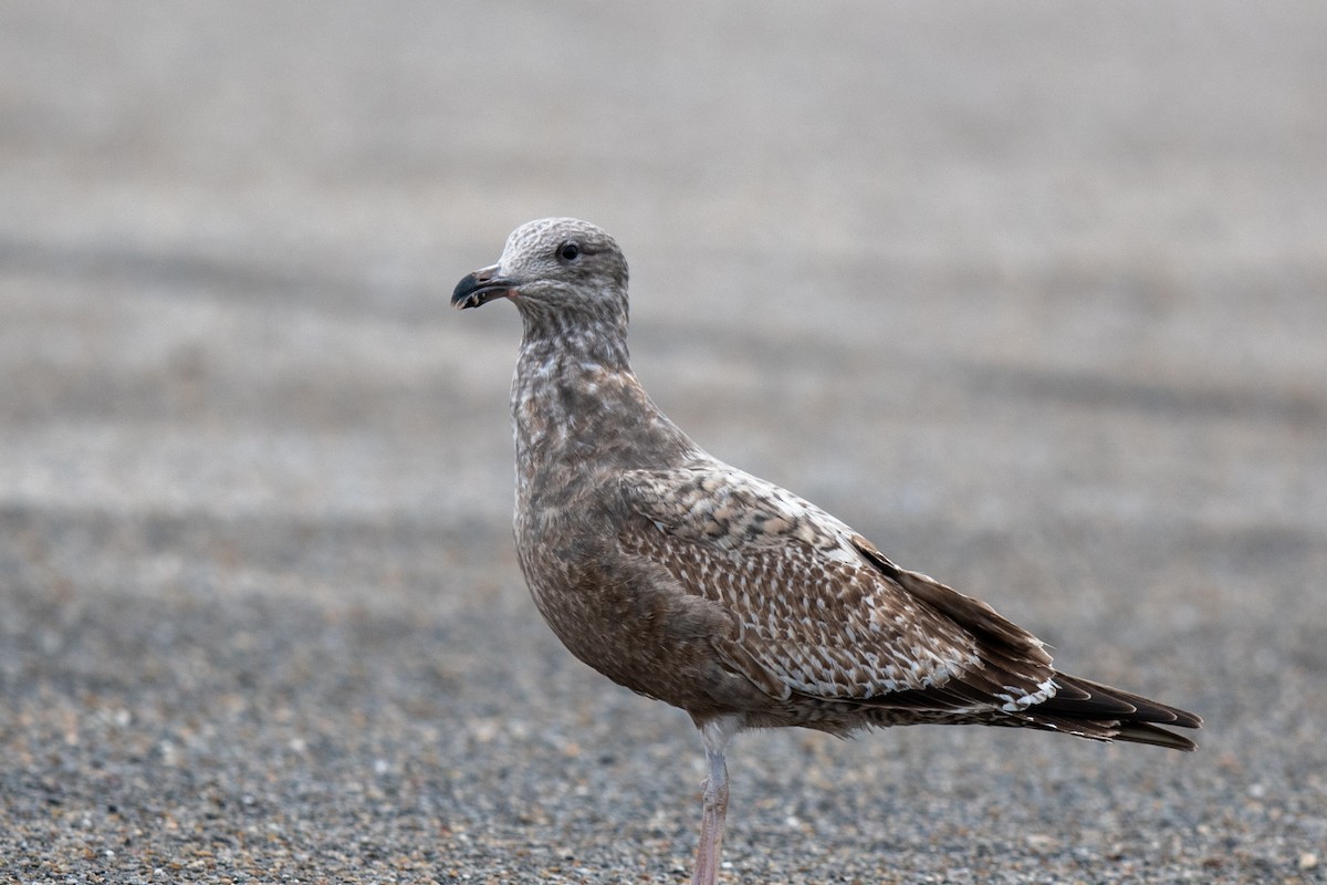American Herring Gull - ML646606996
