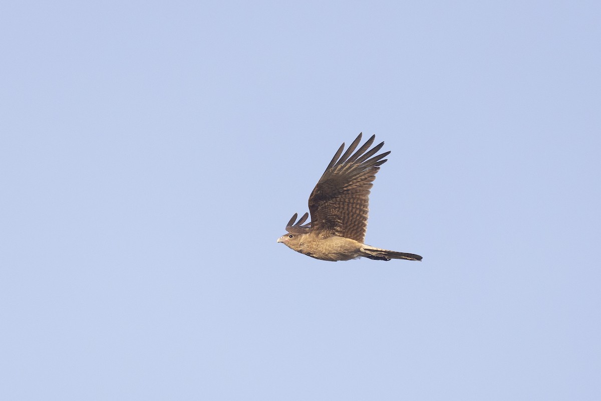 Chimango Caracara - ML646606998