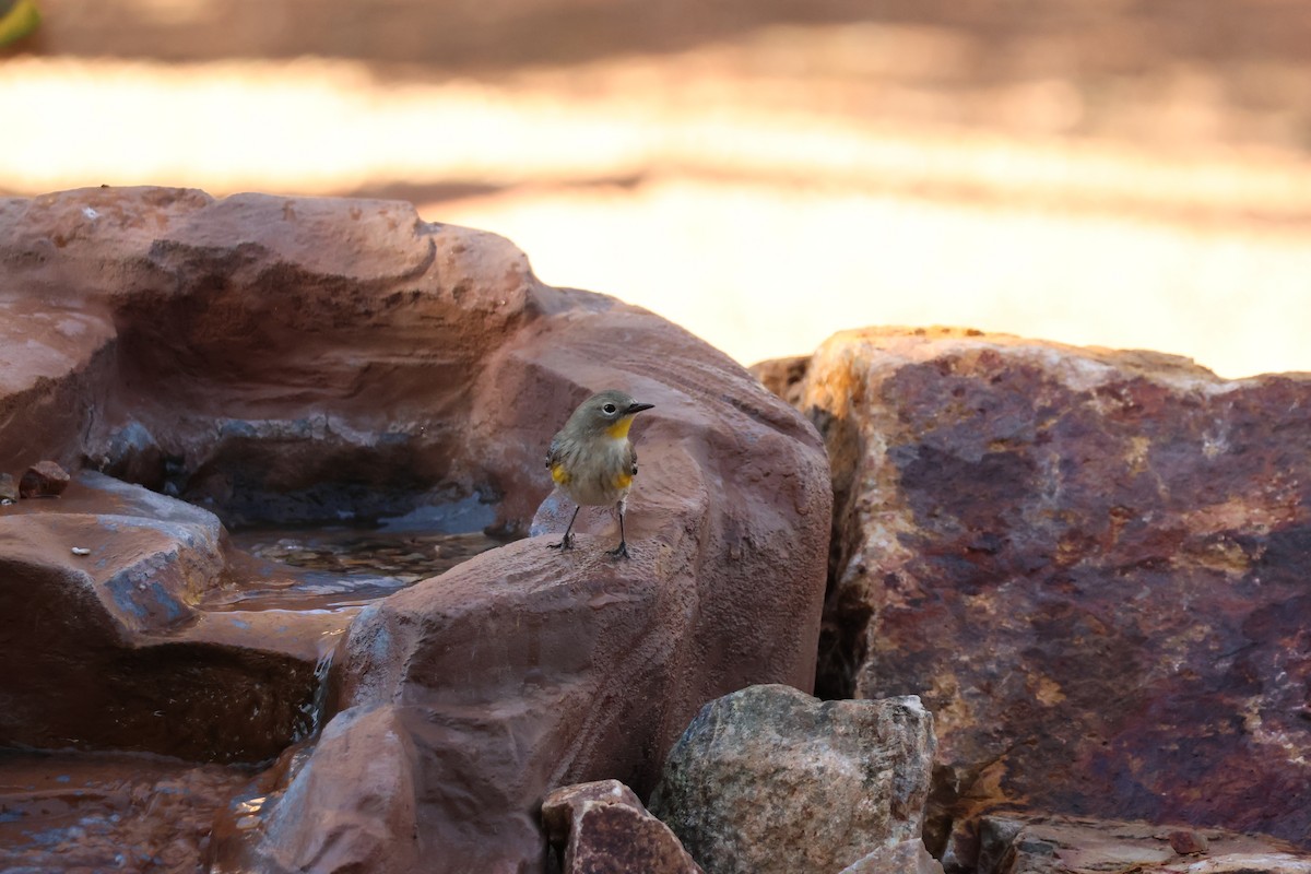 Yellow-rumped Warbler - ML646606999