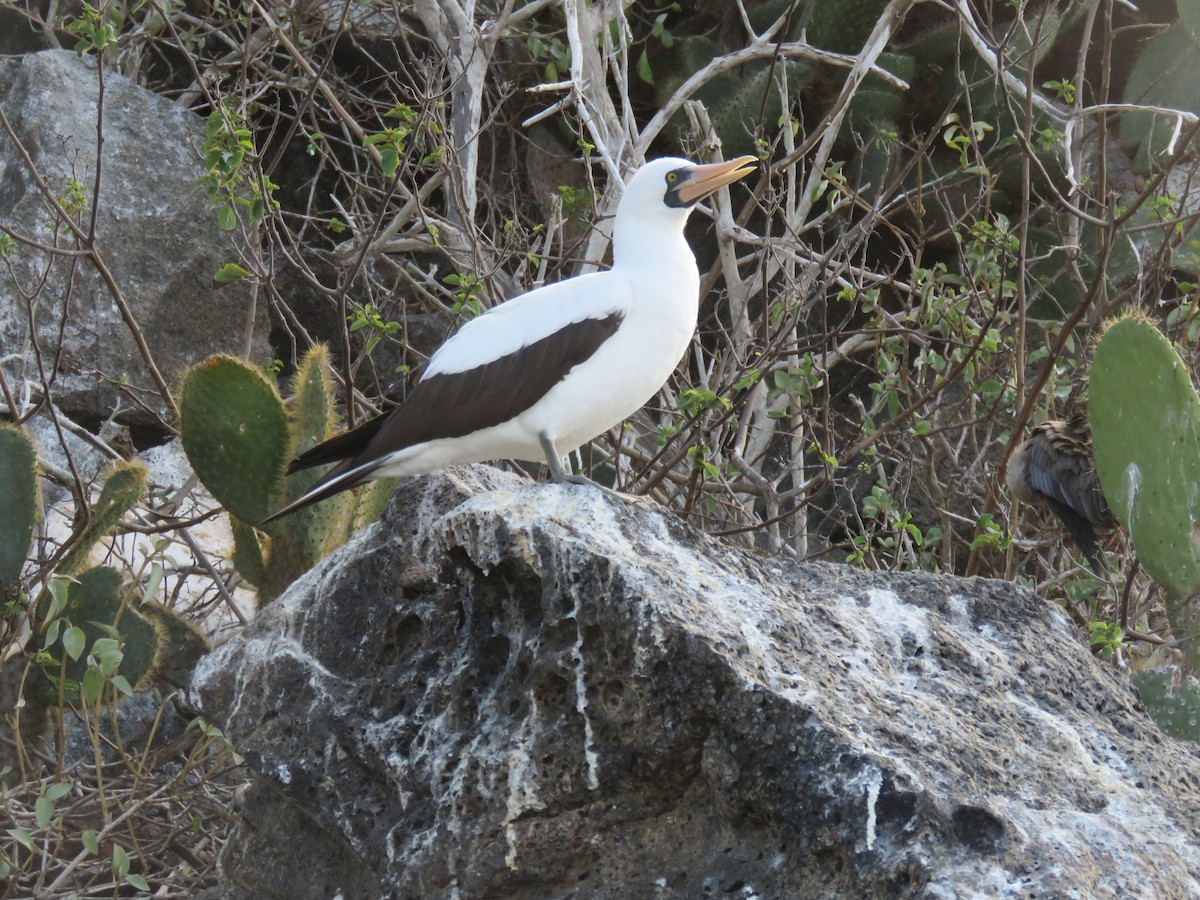 Zanga galapagoarra - ML646607001