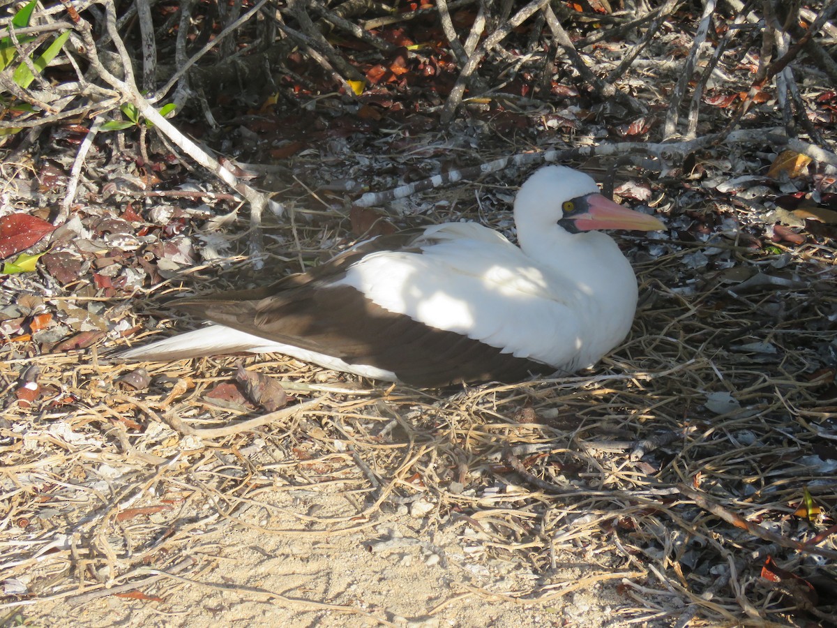 Zanga galapagoarra - ML646607002
