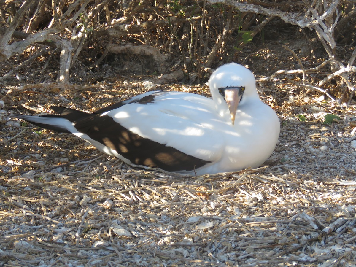 Zanga galapagoarra - ML646607003