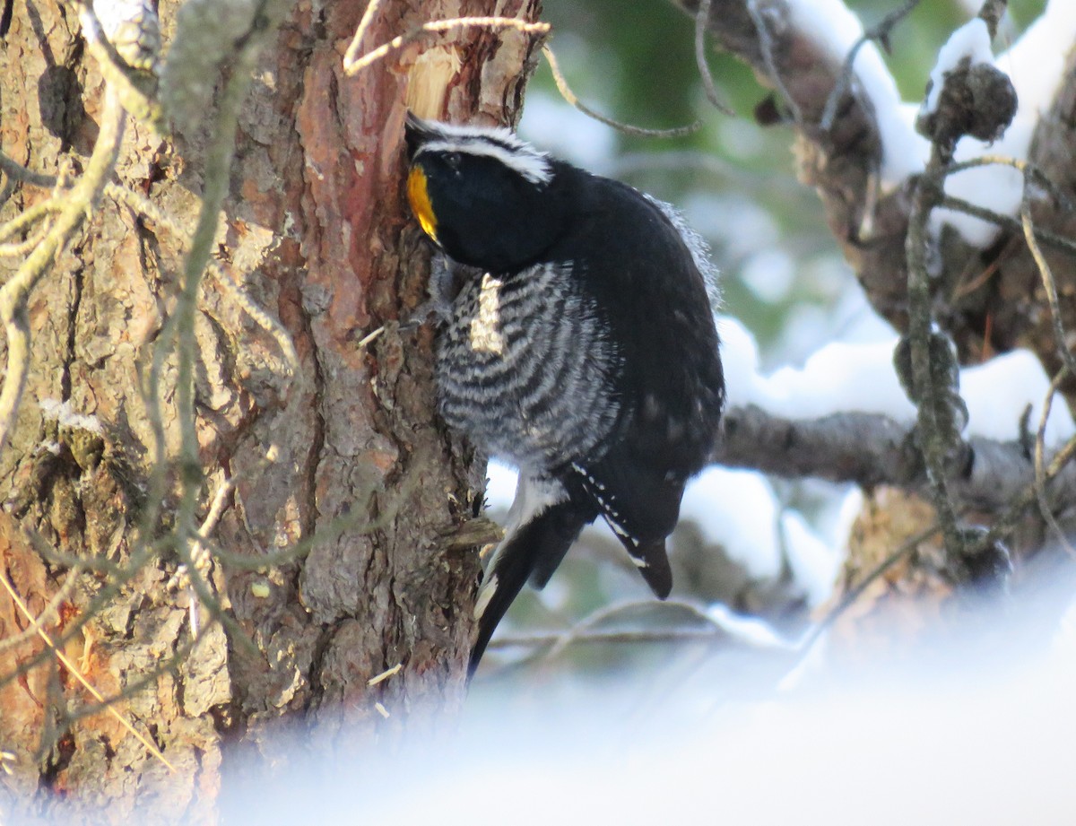 Black-backed Woodpecker - ML646607007