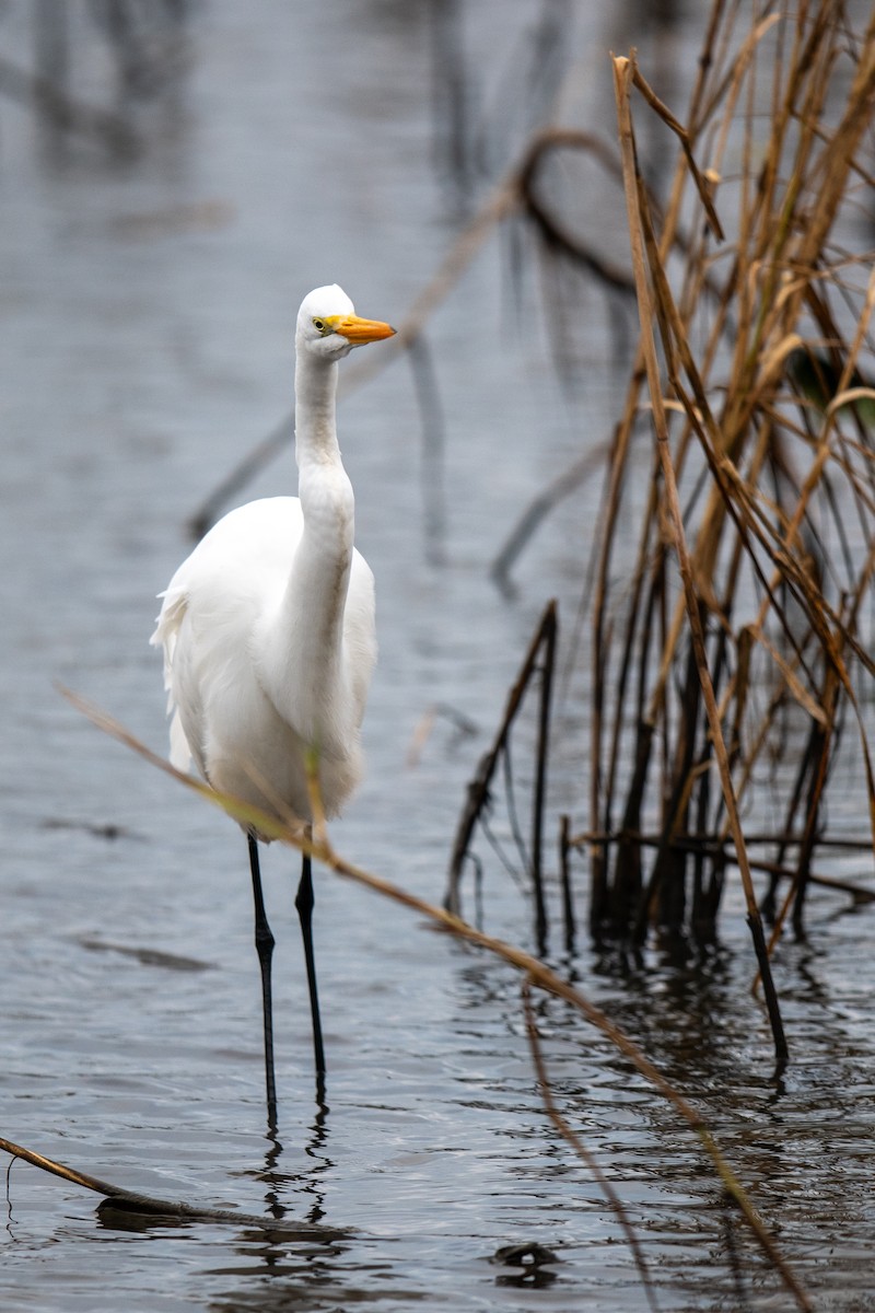 大白鷺 - ML646607008