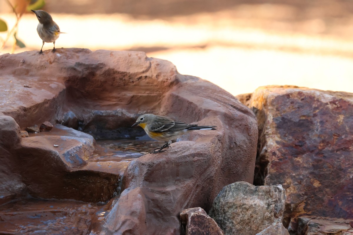 Yellow-rumped Warbler - ML646607011