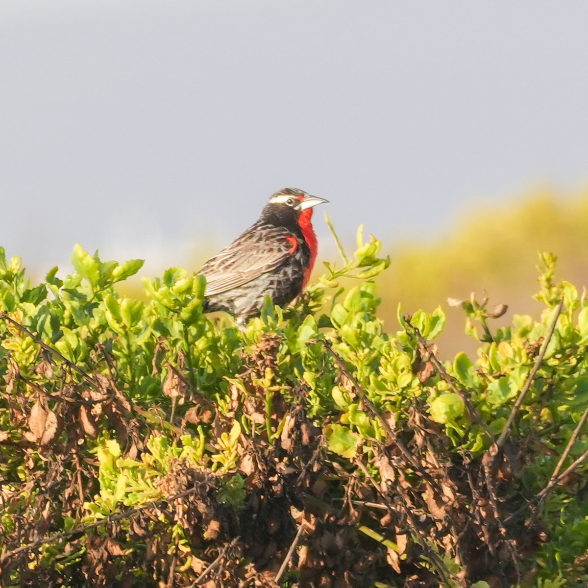 Шпаркос короткохвостий - ML646607014