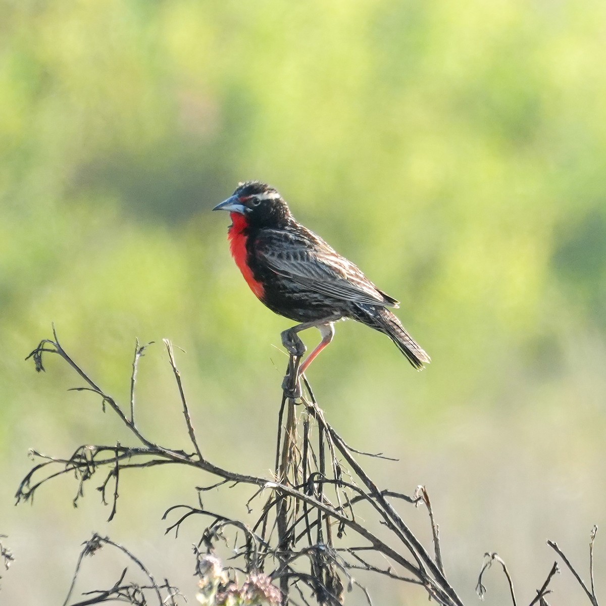 Шпаркос короткохвостий - ML646607015