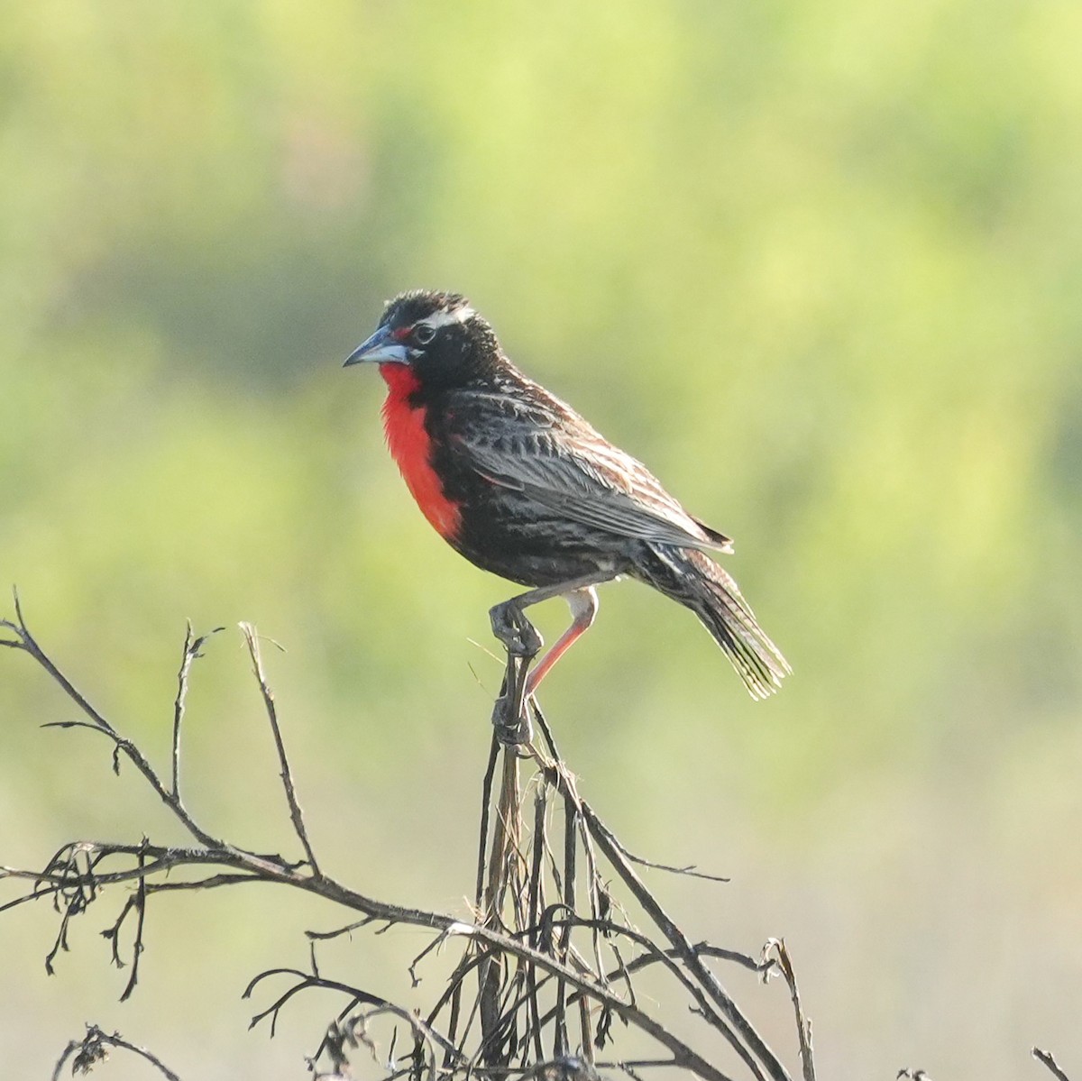 Шпаркос короткохвостий - ML646607016