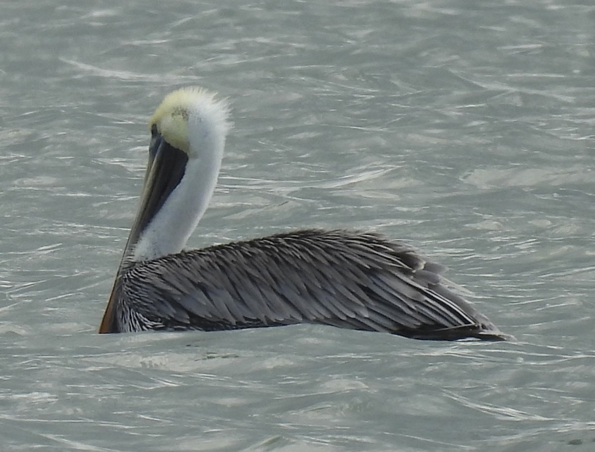 Brown Pelican - ML646607017