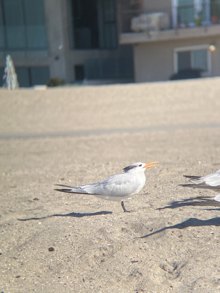 Royal Tern - ML646607023