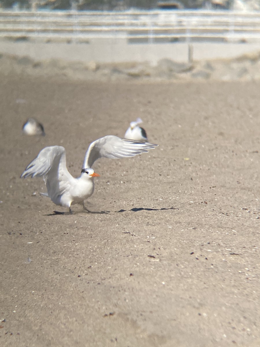 Royal Tern - ML646607028