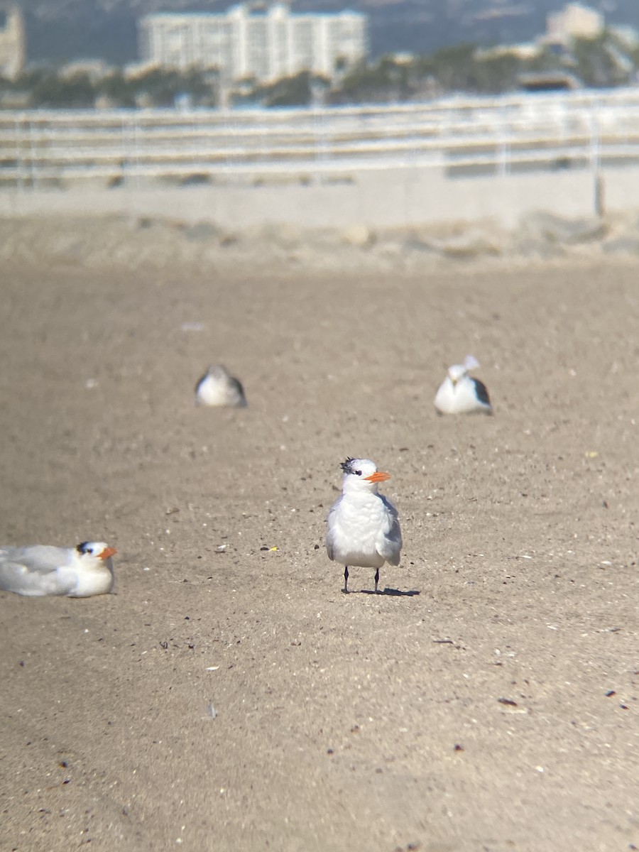 Royal Tern - ML646607029