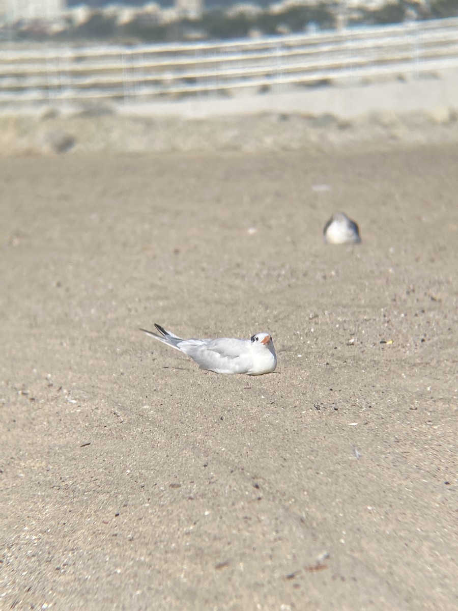 Royal Tern - ML646607030