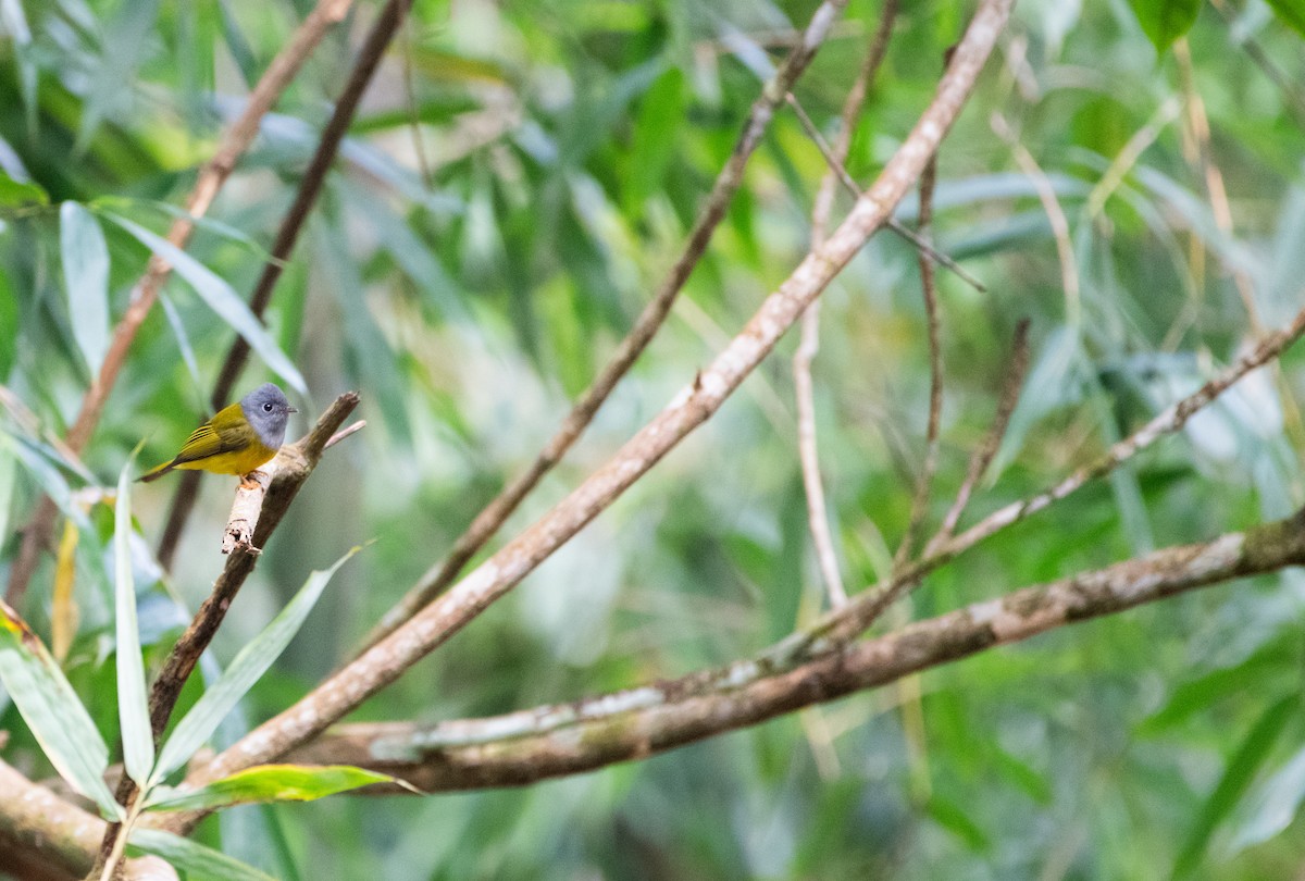 方尾鶲 - ML646607033