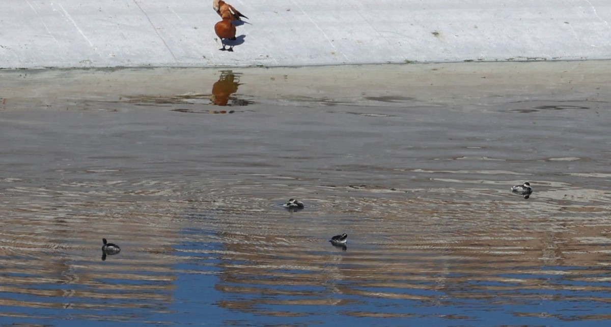 Grèbe à cou noir - ML646607034