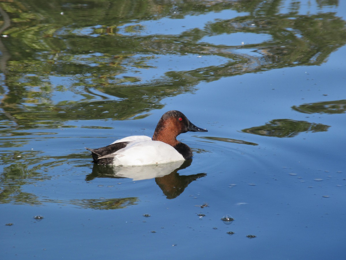 帆背潛鴨 - ML646607035