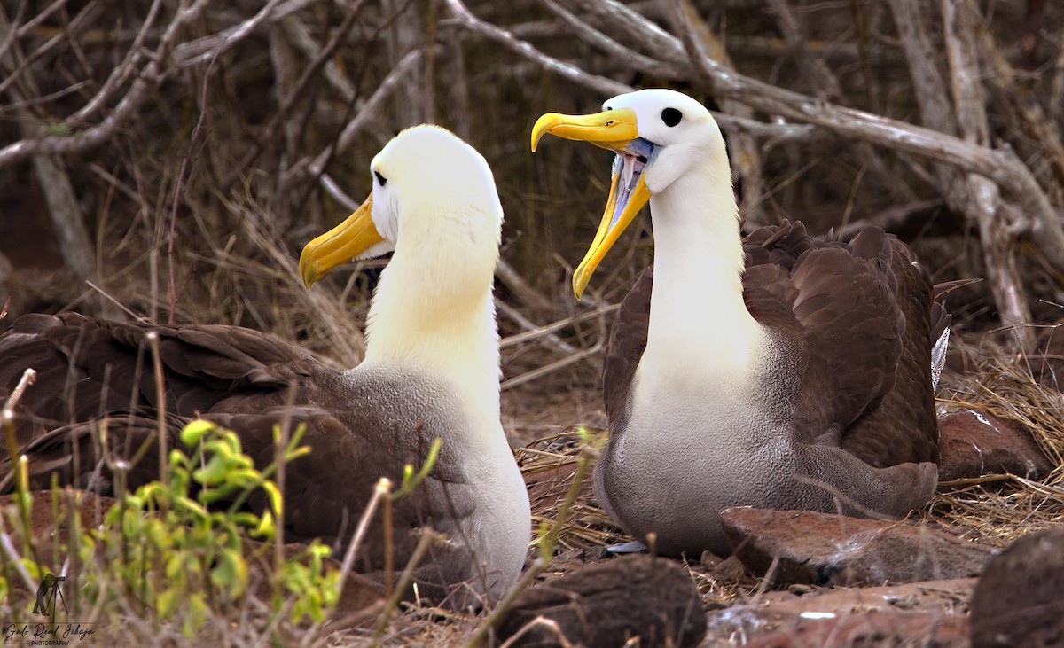 albatros galapážský - ML646607036