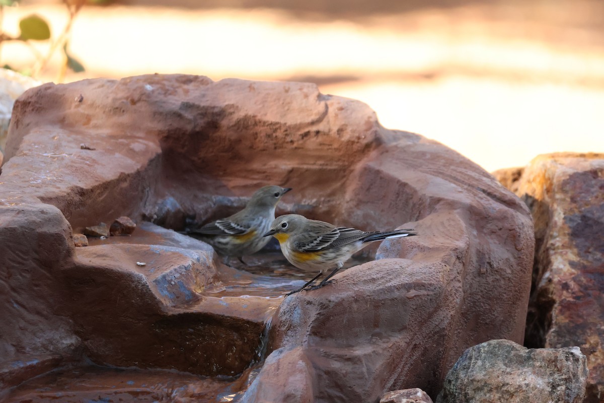 Yellow-rumped Warbler - ML646607037