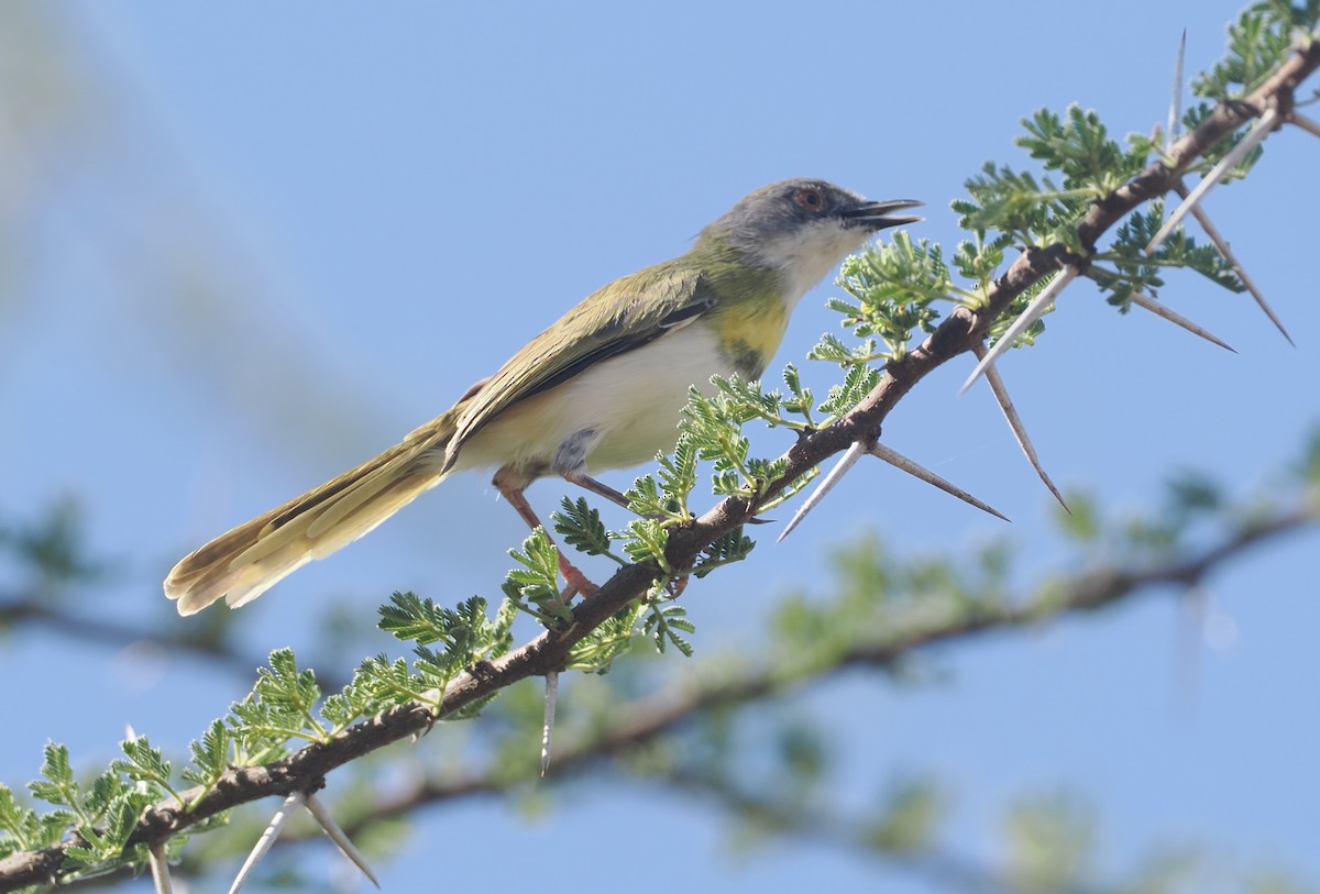 Желтогрудый апалис (flavocincta/viridiceps) - ML646607038