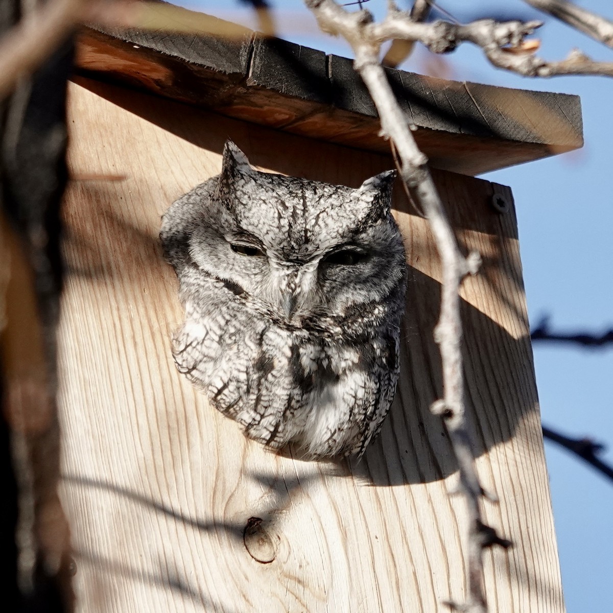 Western Screech-Owl - ML646607039