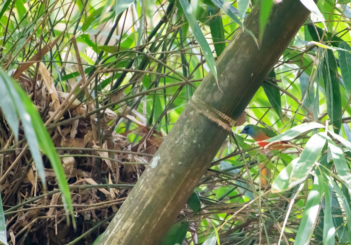 Pin-tailed Parrotfinch - ML646607040