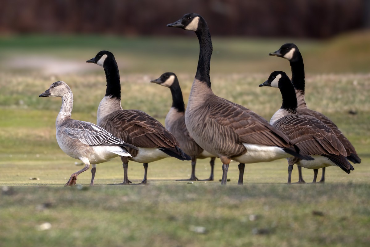 snøgås - ML646607047