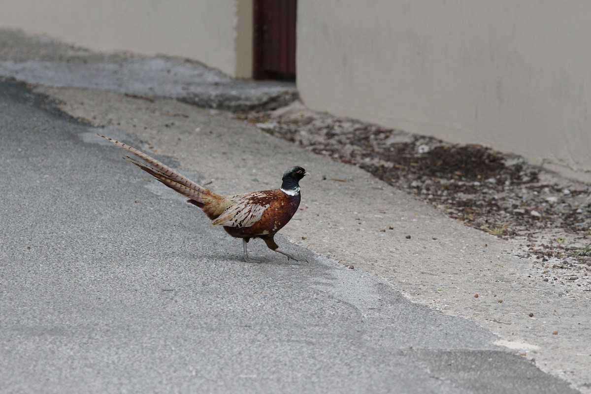 環頸雉 - ML646607048