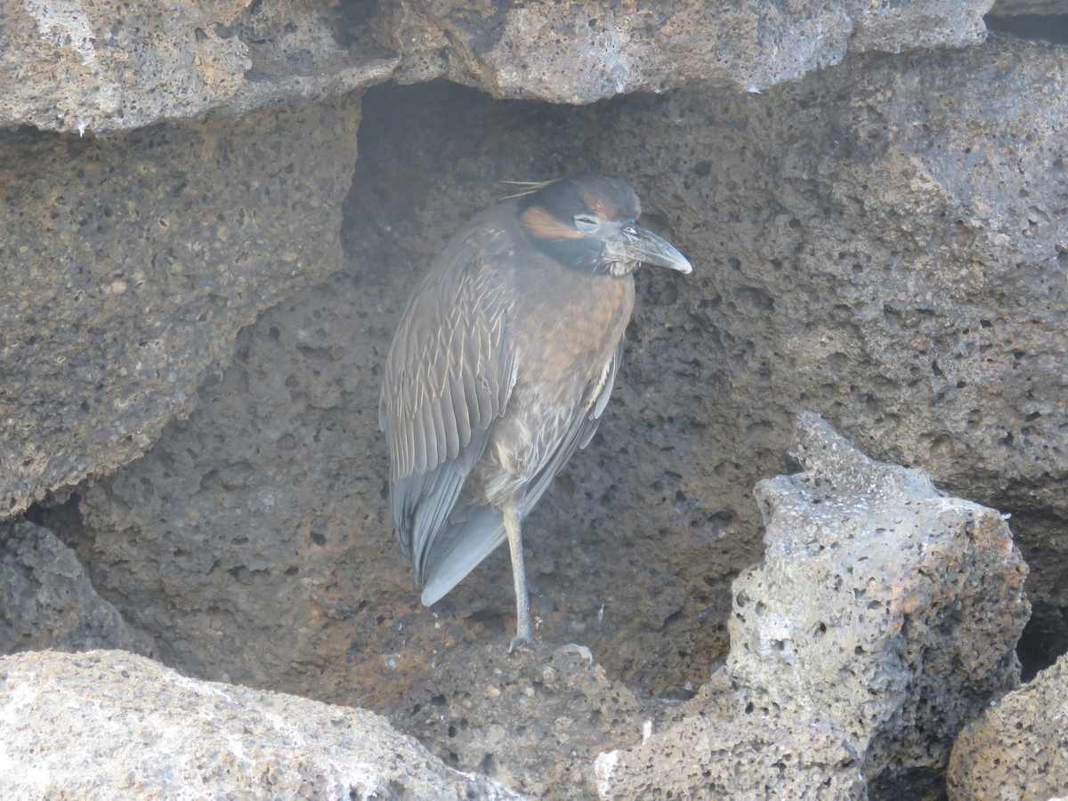 Yellow-crowned Night Heron (Galapagos) - ML646607049