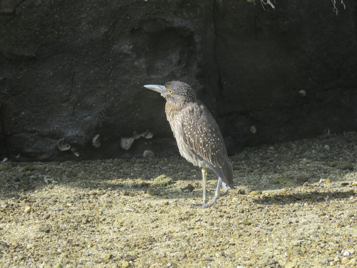 Yellow-crowned Night Heron (Galapagos) - ML646607050