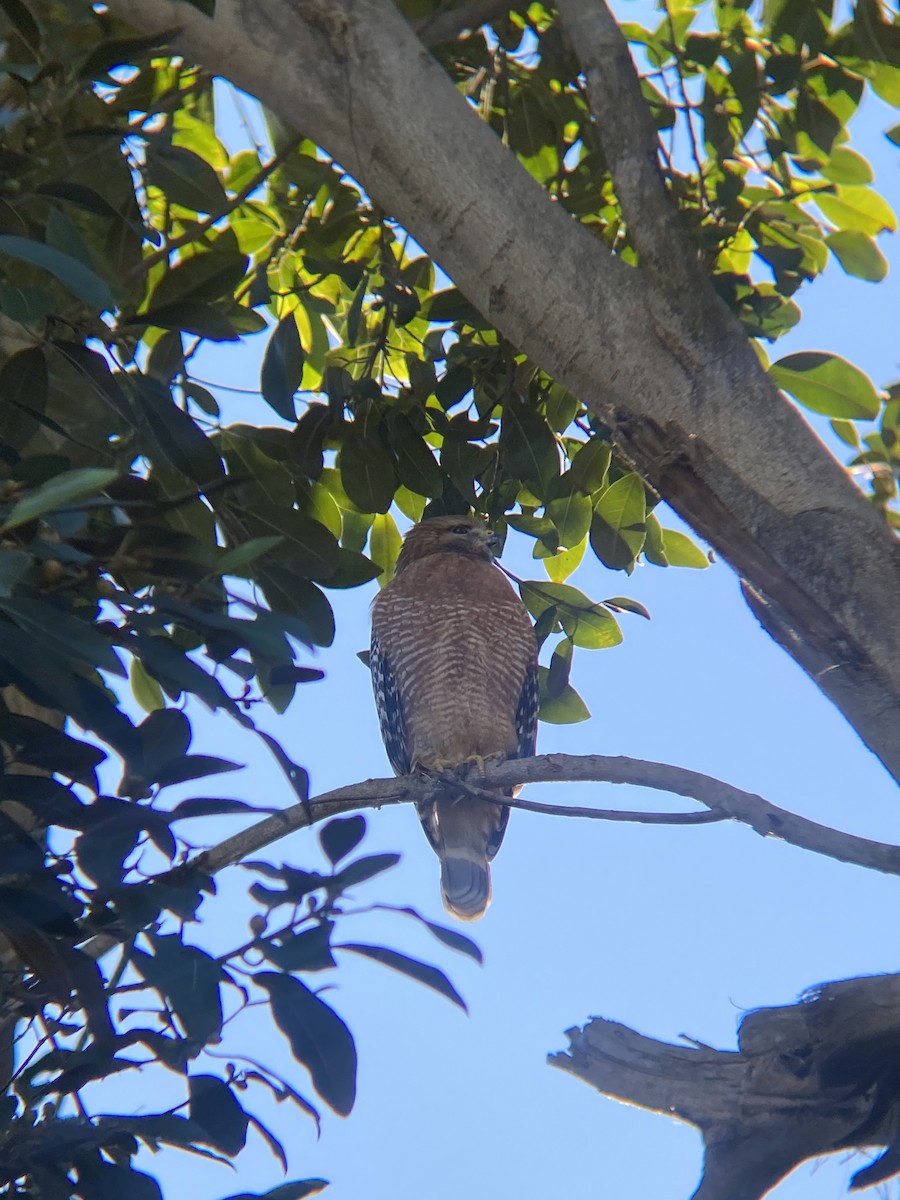 Red-shouldered Hawk - ML646607051