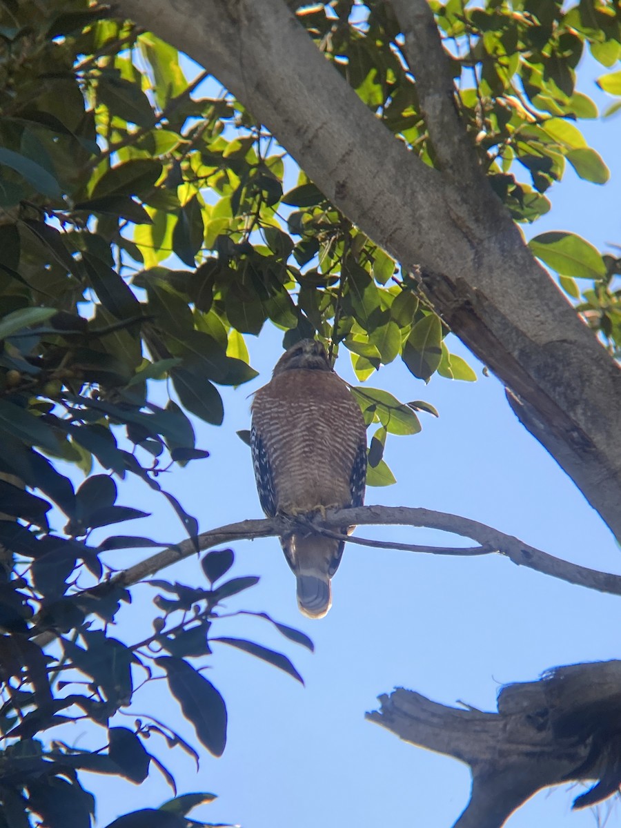 Red-shouldered Hawk - ML646607052