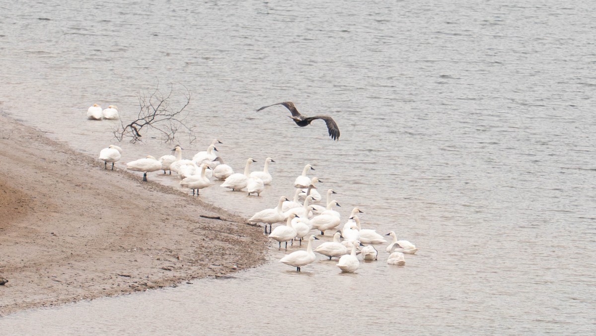 Cigno minore - ML646607053