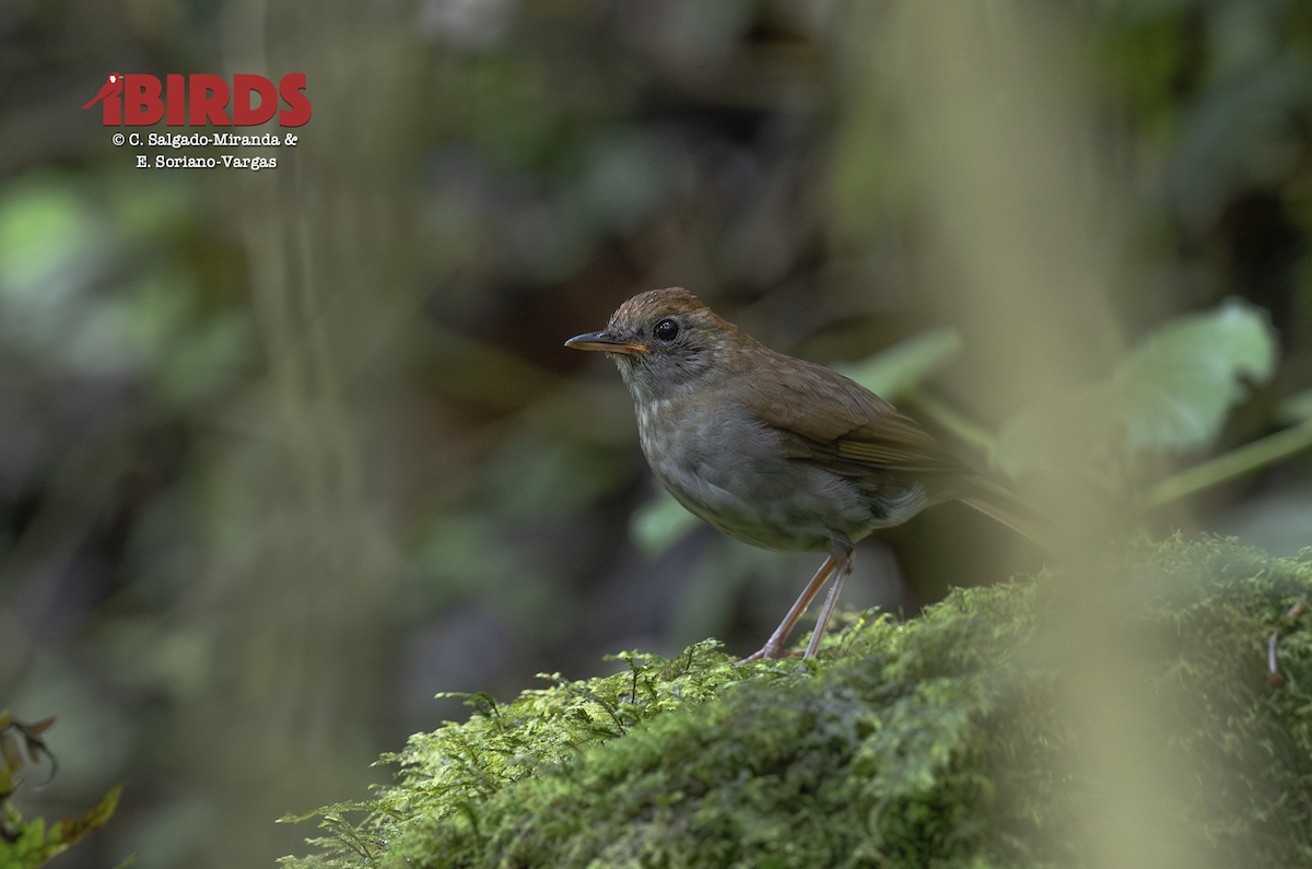 Ruddy-capped Nightingale-Thrush - ML646607054