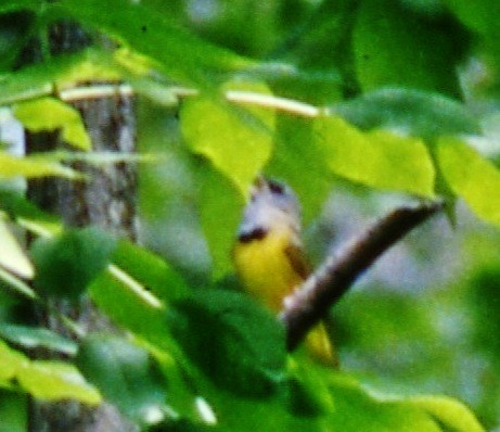 Mourning Warbler - ML646607055
