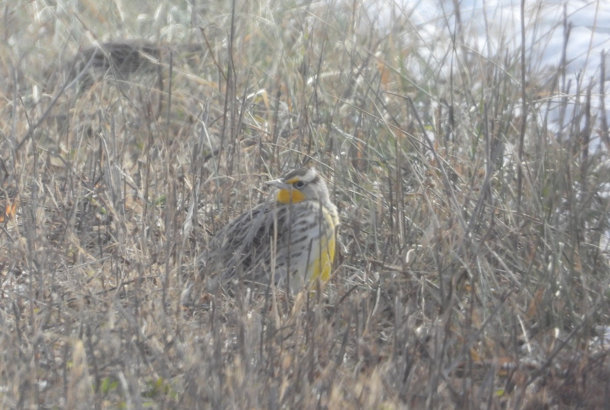 Western/Eastern Meadowlark - ML646607056
