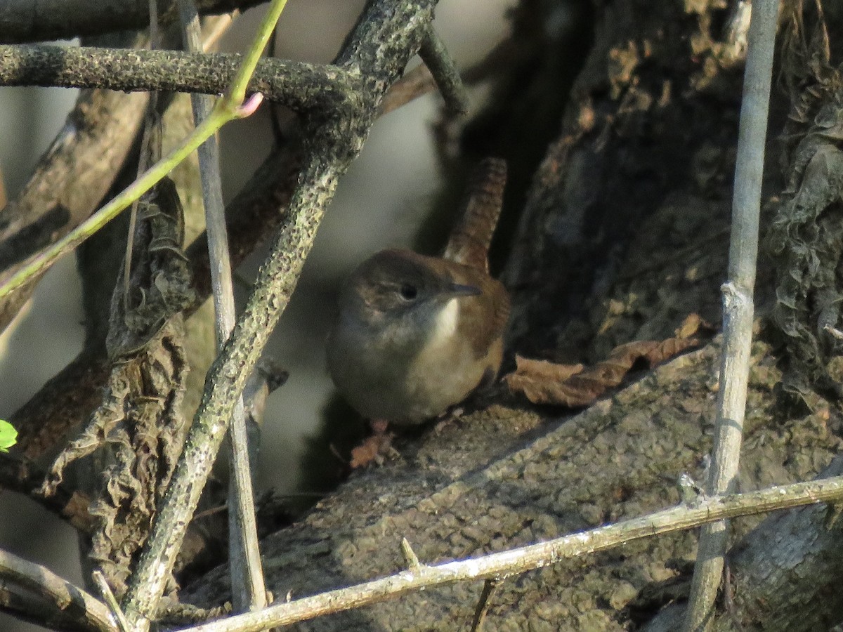 Northern House Wren - ML646607057