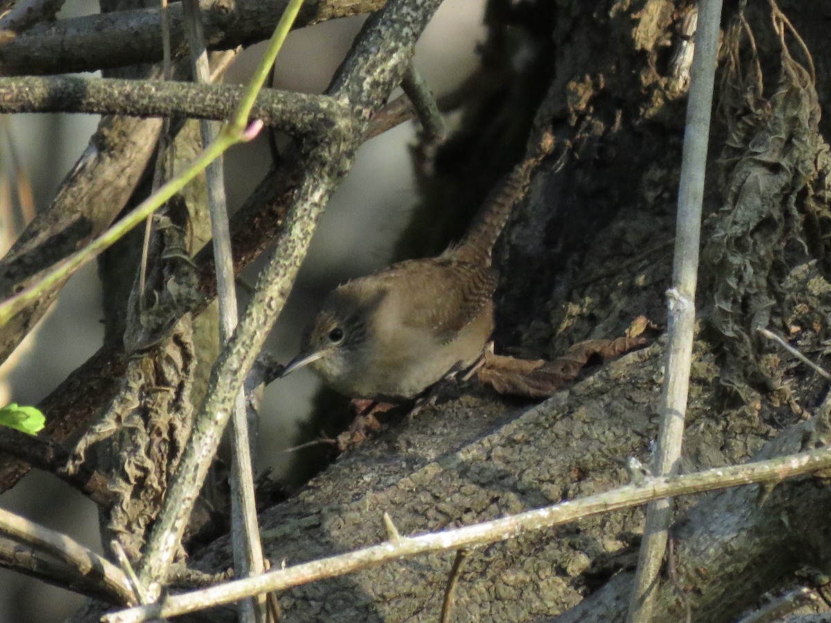 Northern House Wren - ML646607058