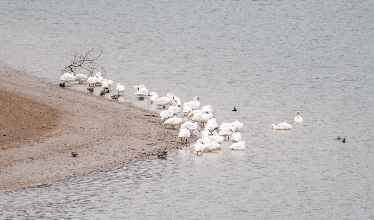 小天鵝 - ML646607059