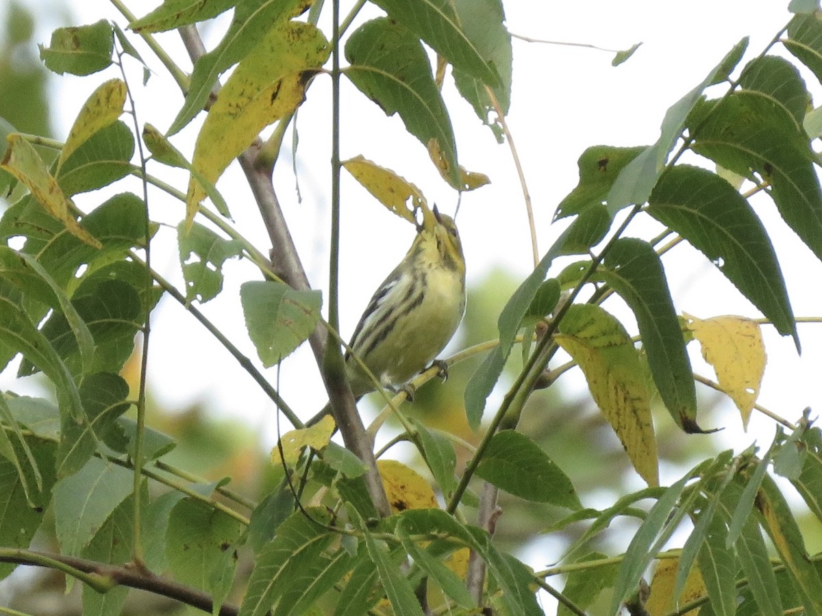 Black-throated Green Warbler - ML646607060