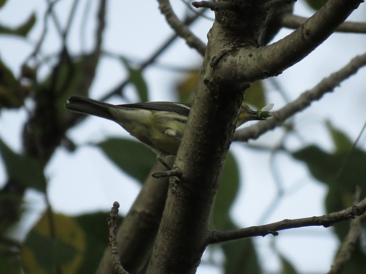 Black-throated Green Warbler - ML646607061