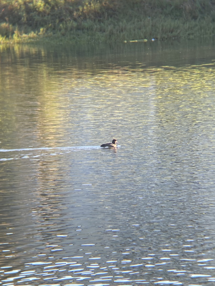 Pied-billed Grebe - ML646607062