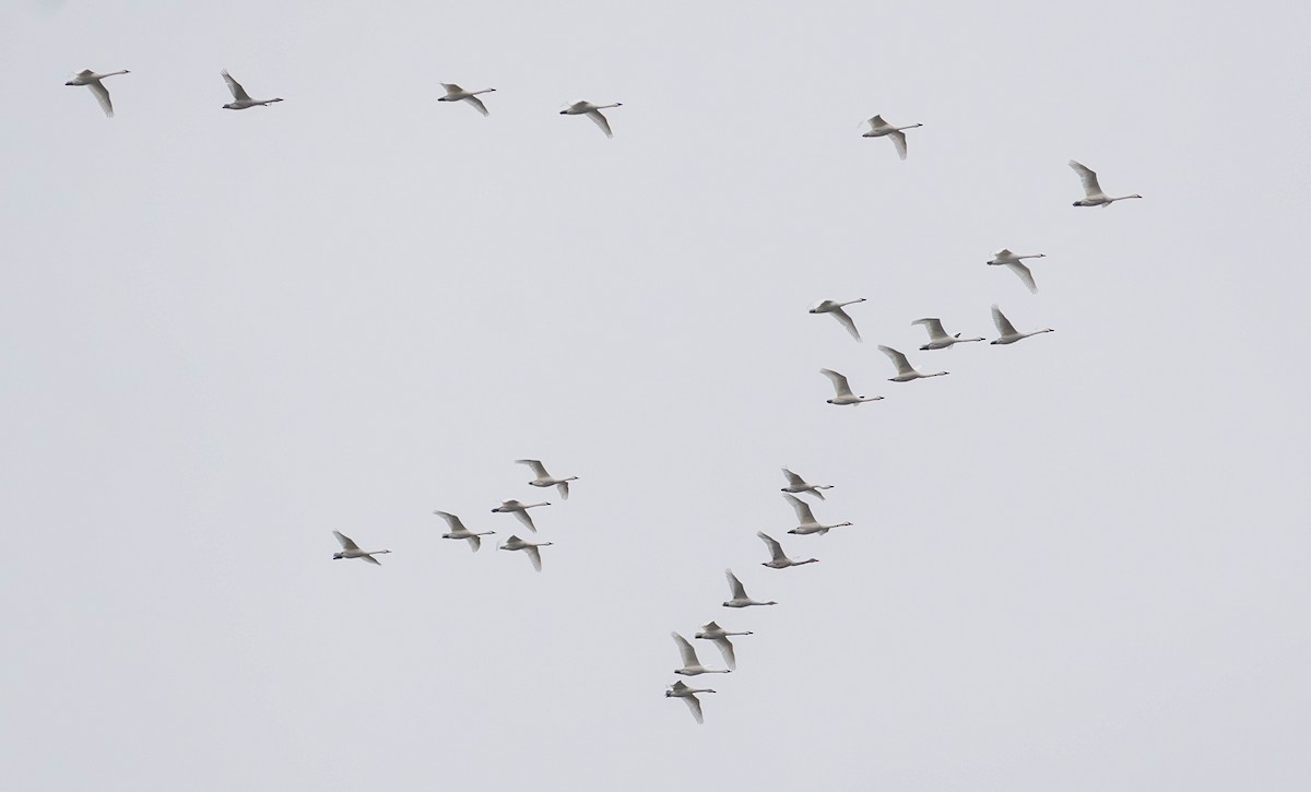 小天鵝 - ML646607065