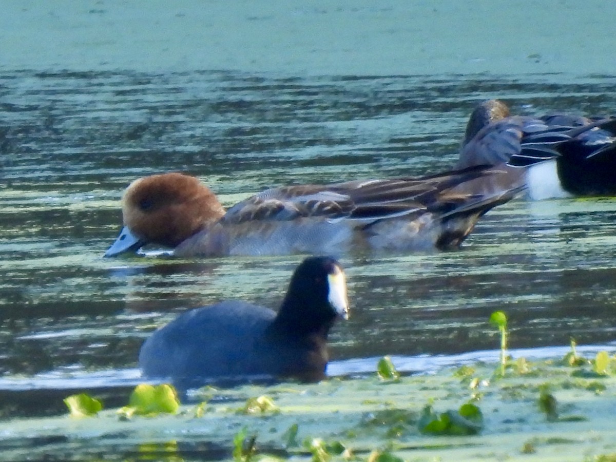 Eurasian Wigeon - ML646607066
