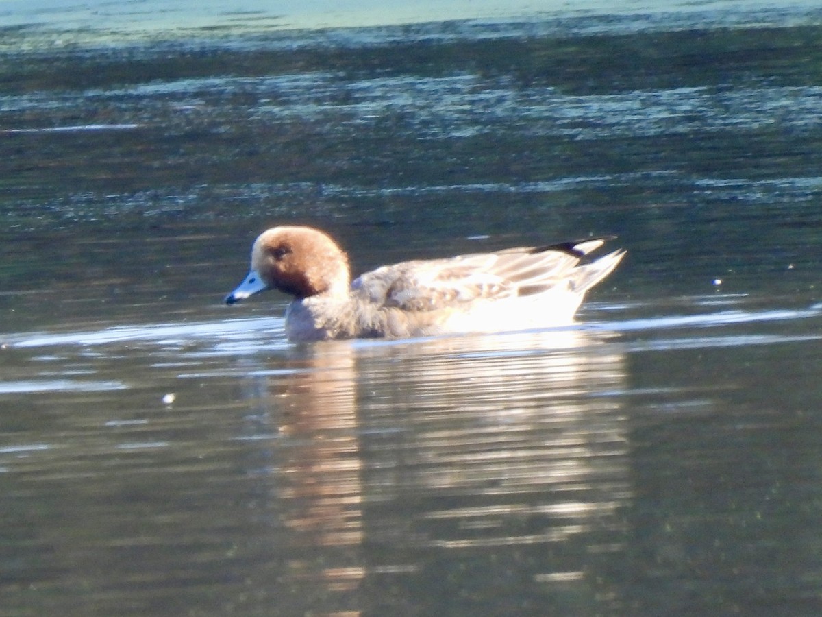 Eurasian Wigeon - ML646607068