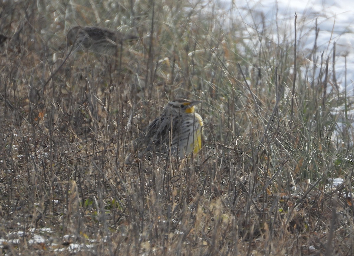 Western/Eastern Meadowlark - ML646607069