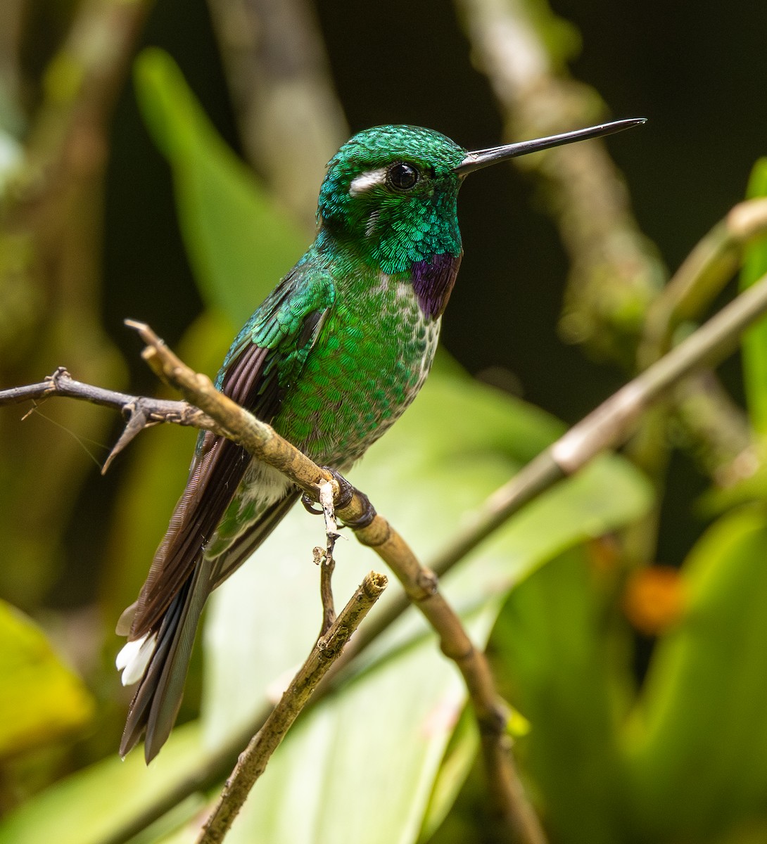 Purple-bibbed Whitetip - ML646607070