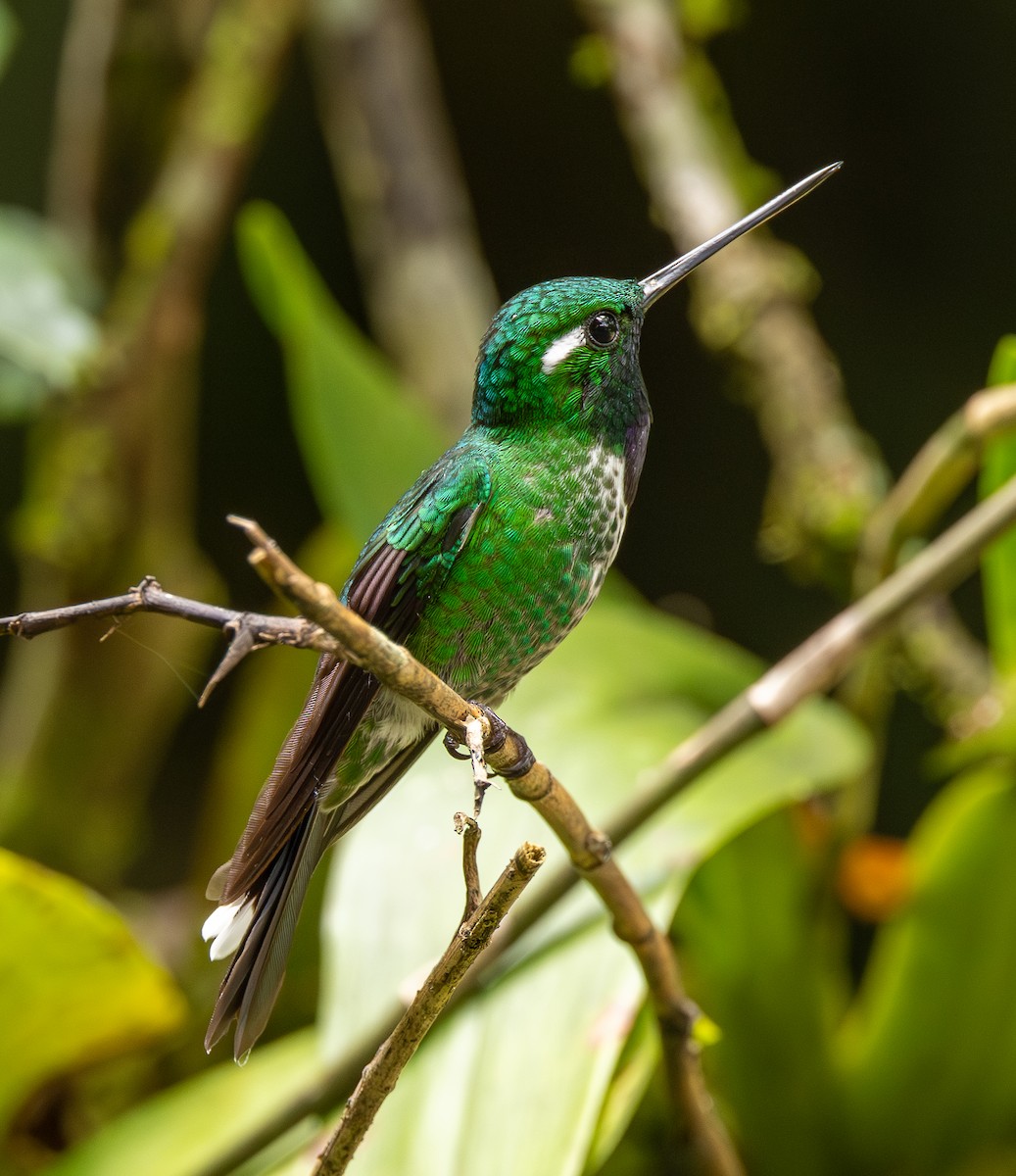 Purple-bibbed Whitetip - ML646607071