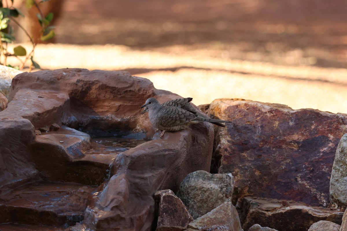 Inca Dove - ML646607073