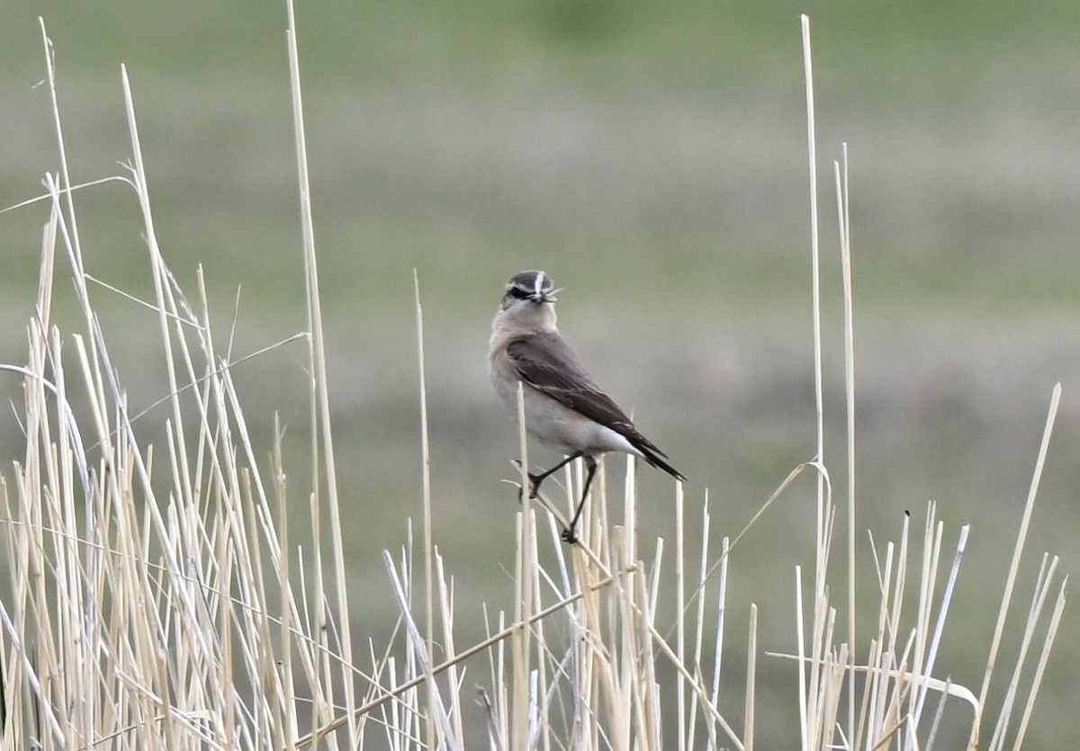 isabellasteinskvett - ML646607074