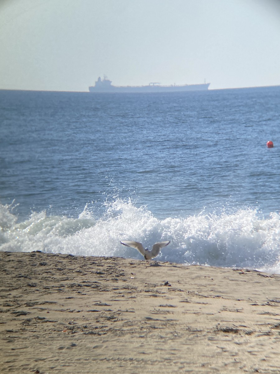 Bonaparte's Gull - ML646607075